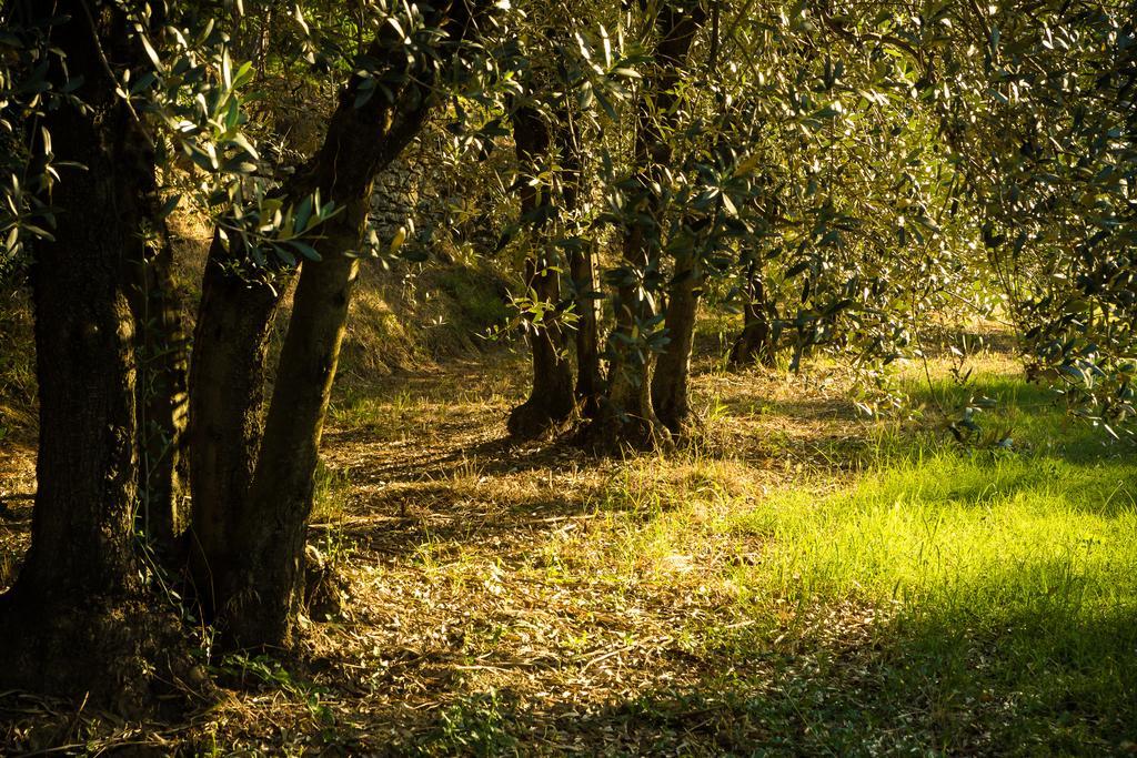 הוילה ארצו Podere Poggio Mendico מראה חיצוני תמונה